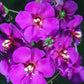 100 MIXED COLORS VERBASCUM Verbascum Phoeniceum Flower Seeds