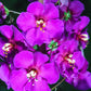 50 VIOLETTA VERBASCUM Phoeniceum Purple Mullein Nectar Flower Seeds