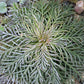 200 STANDING CYPRESS (Scarlet Gilia) Ipomopsis Rubra Flower Seeds