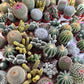 50 CACTUS MIX 'Finest Mixed' Succulent Flower Plant Seeds
