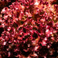 3000 Leaf Lettuce RED SALAD BOWL Lactuca Sativa Vegetable Seeds
