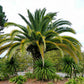 10 CANARY ISLAND Date PALM Phoenix Canariensis Tree Seeds