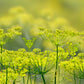300 SWEET FLORENCE FENNEL Foeniculum Vulgare Azoricum Herb Vegetable Flower Seeds