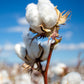25 WHITE COTTON Gossypium Hirsutum Plant Seeds