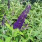 50 Dark PURPLE BUTTERFLY BUSH Buddleja Davidii Hummingbird Shrub Fragrant Flower Seeds