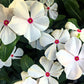 100 BRIGHT EYES PERIWINKLE Vinca Rosea Dwarf White & Pink Flower Seeds