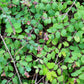 10 Dwarf CREEPING SNOWBERRY Shrub White Pink Flower Symphoricarpos Mollis Seeds