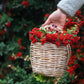 25 SCARLET FIRETHORN Pyracantha Coccinea Bush Shrub Flower Seeds