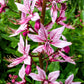 10 GAS PLANT MIX Dictamnus Albus Mixed Colors White Red Pink Lilac Flower Seeds