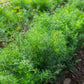 1500 DUKAT DILL Anethum Graveolens Sweet Heirloom European Herb Vegetable Seeds
