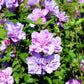 10 Purple Double ROSE Of SHARON Hibiscus Syriacus Flower Tree Shrub Seeds
