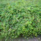 10 Dwarf CREEPING SNOWBERRY Shrub White Pink Flower Symphoricarpos Mollis Seeds