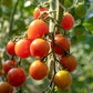 300 LARGE Red CHERRY TOMATO Lycopersicon Lycopersicum Fruit Vegetable Seeds