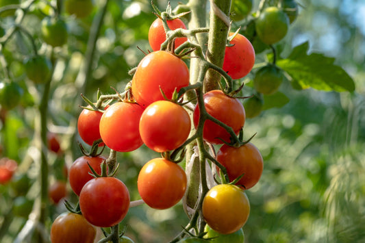300 LARGE Red CHERRY TOMATO Lycopersicon Lycopersicum Fruit Vegetable Seeds