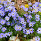 200 Purple Mix SWAN RIVER DAISY Brachyscome Iberidifolia Flower Seeds