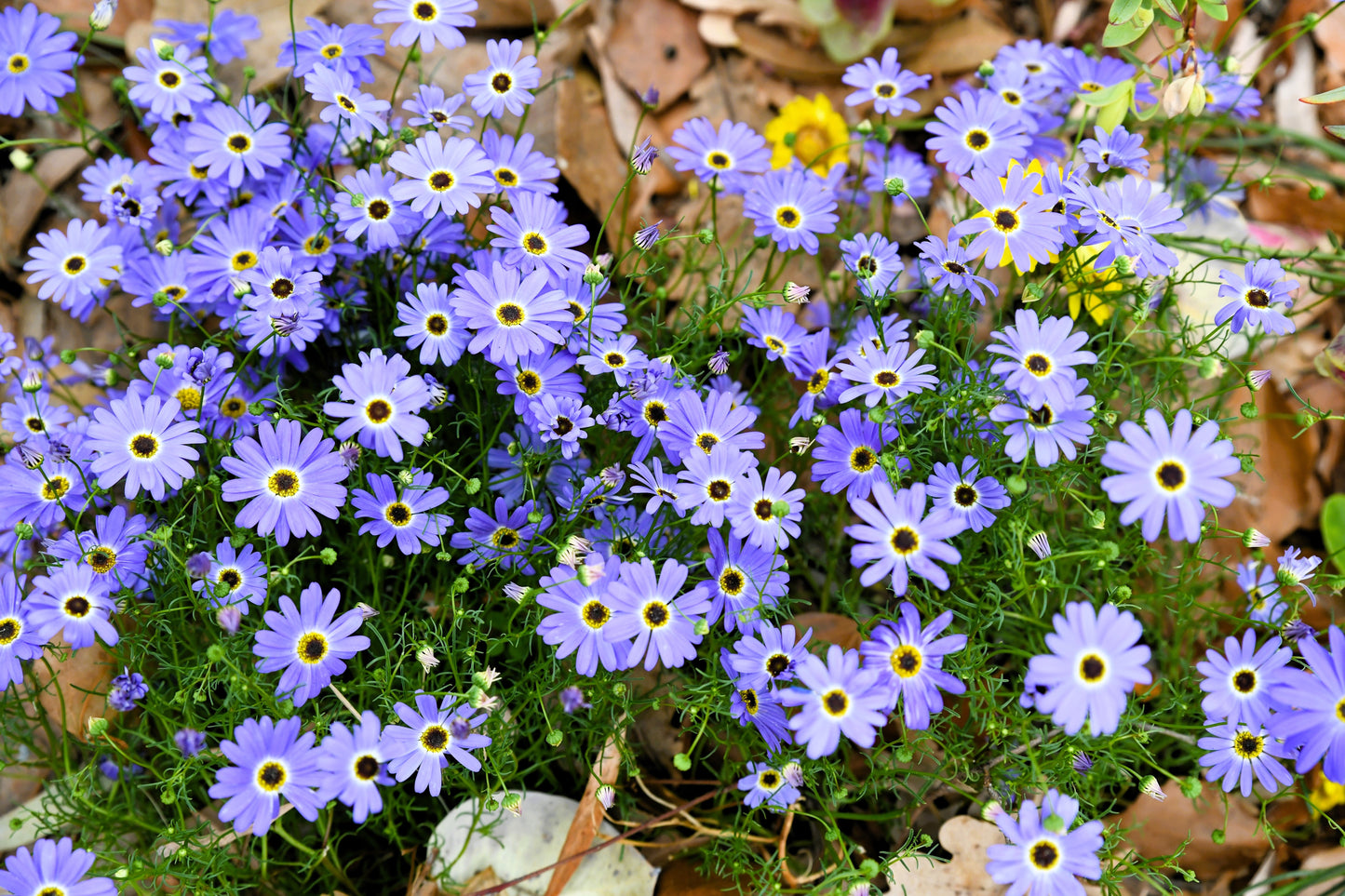 200 Purple Mix SWAN RIVER DAISY Brachyscome Iberidifolia Flower Seeds