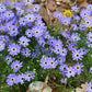 200 Mixed Colors SWAN RIVER DAISY Brachyscome Iberidifolia Flower Seeds