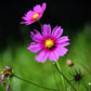 150 Pink COSMOS RADIANCE Bipinnatus Flower Seeds