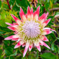 5 Giant KING PROTEA Cynaroides Sugarbush Rare 12" Flower Seeds
