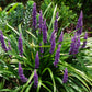 5 LILYTURF Liriope Muscari aka Big Blue Lily Turf / Monkey Grass Flower Seeds