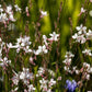 100 White GAURA WHIRLING BUTTERFLIES Gaura Lindheimeri Flower Seeds