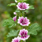 20 ZEBRA MALLOW Malva sylvestris var. Zebrina Flower Seeds