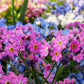 100 Victoria PINK FORGET Me NOT Myosotis Alpestris Shade or Sun Flower Seeds