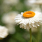 100 WHITE DOUBLE STRAWFLOWER Helichrysum Monstrosum Xerochrysum Bracteatum Flower Seeds