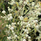 200 RATTLESNAKE MASTER / Button Snakeroot  Eryngium Yuccifolium Flower Seeds