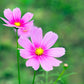 150 Pink COSMOS RADIANCE Bipinnatus Flower Seeds