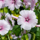 200 ROSE MALLOW MIX (Bush Mallow) Hibiscus Lavatera Trimestris Flower Seeds