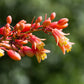 1000 Bulk RED YUCCA Hesperaloe Parviflora Hummingbird Coral Yucca Flower Seeds