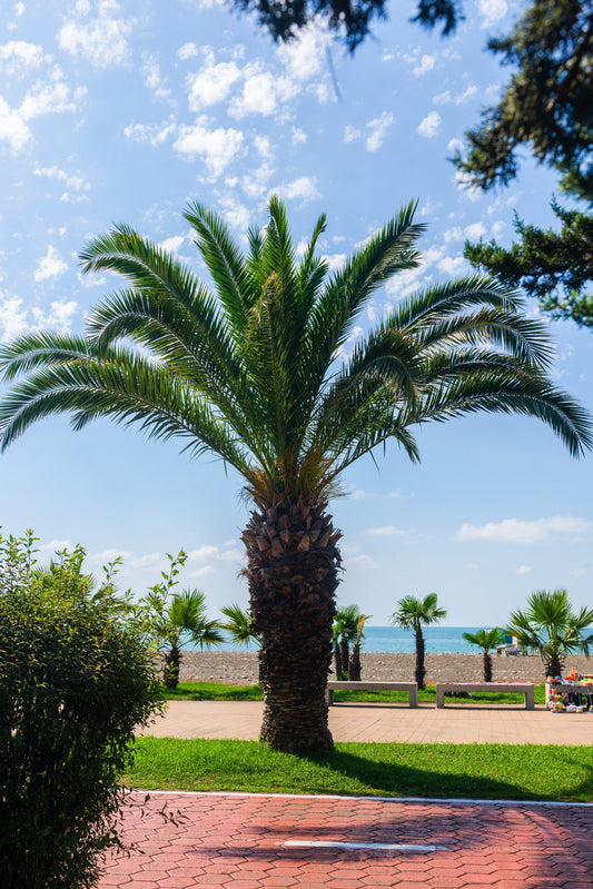 10 PYGMY DATE PALM Phoenix Roebelenii Dwarf Miniature Ornamental Fruit Tree Houseplant Seeds