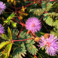 100 MIMOSA Pudica / SENSITIVE PLANT / Touch Me Not Flower Seeds