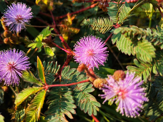100 MIMOSA Pudica / SENSITIVE PLANT / Touch Me Not Flower Seeds