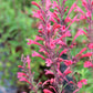 30 Red AGASTACHE HEATHER QUEEN Hummingbrid Mint Hyssop Flower Herb Seeds