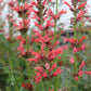 30 Red AGASTACHE HEATHER QUEEN Hummingbrid Mint Hyssop Flower Herb Seeds