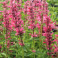 30 Red AGASTACHE HEATHER QUEEN Hummingbrid Mint Hyssop Flower Herb Seeds