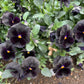 50 BLACK PANSY Clear Crystals Viola Wittrockiana Flower Seeds
