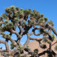 5 JOSHUA TREE Palm Tree Yucca Brevifolia White Flowers Cactus Succulent Seeds