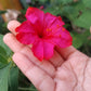 25 RED FOUR O'CLOCK Marvel of Peru Mirabilis Jalapa Flower Seeds