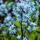 10 SHINING BLUESTAR Ozark or Showy Blue Star Amsonia Illustris Flower Seeds