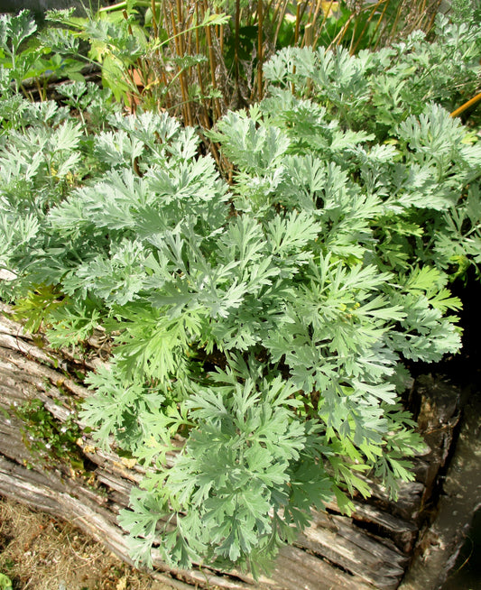 500 ABSINTHE WORMWOOD Common Artemisia Absinthium Green Ginger Herb Flower Seeds