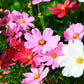 350 COSMOS SENSATION MIX Mixed Colors Cosmos Bipinnatus Flower Seeds