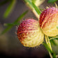 10 BALLOON MILKWEED Hairy Balls Butterfly Weed Asclepias Gomphocarpus Physocarpus Monarch Flower Seeds