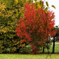 20 Tatarian FLAME MAPLE TREE Red Acer Tataricum Seeds