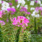 200 ROSE QUEEN CLEOME Hassleriana Spinosa Pink Spider Flower Seeds