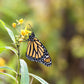 10 Bright YELLOW MILKWEED Butterfly Weed Asclepias Tuberosa Monarch Flower Seeds