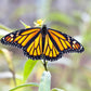 10 Bright YELLOW MILKWEED Butterfly Weed Asclepias Tuberosa Monarch Flower Seeds