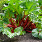 25 VICTORIA RHUBARB aka Pieplant Rheum Rhabarbarum Perennial Fruit Vegetable Seeds